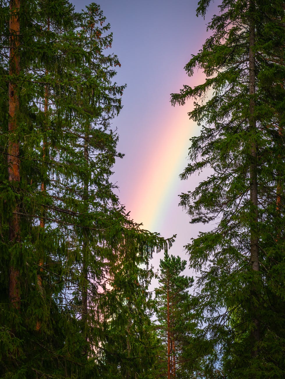 photo of trees and rainbow